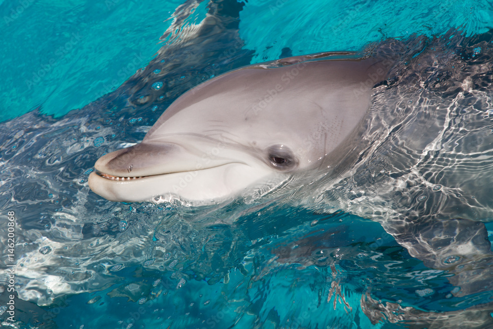 Obraz premium Queue de Dauphins 