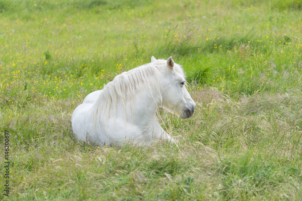 Camargue horse lying on a flower bed in a field Camargue horse lying on a flower bed in a field