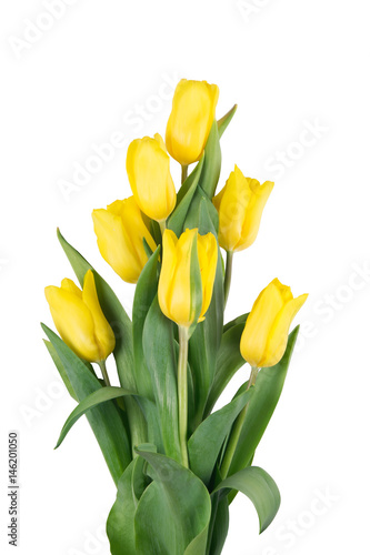 Beautiful bouquet of yellow tulips, isolated on white background