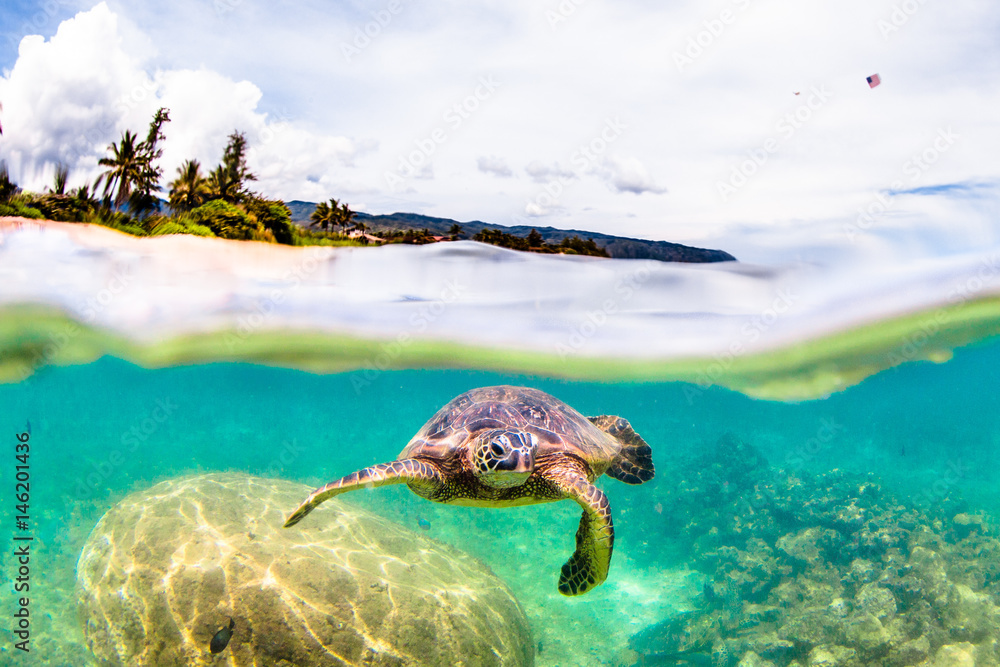 Fototapeta premium Hawaiian Green Sea Turtle 
