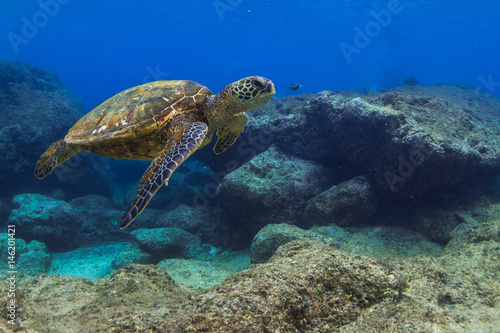 Hawajski zielony żółw morski