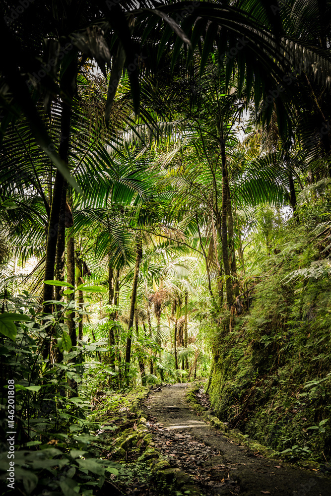 Fototapeta premium Puerto Rican Jungle with walkway