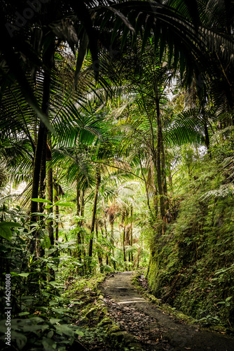 Puerto Rican Jungle with walkway