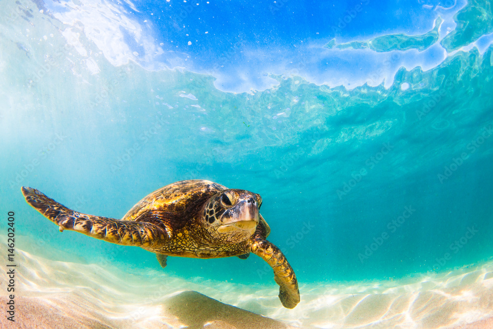 Naklejka premium Zagrożony wyginięciem hawajski żółw zielony pływający po ciepłych wodach Oceanu Spokojnego na Hawajach