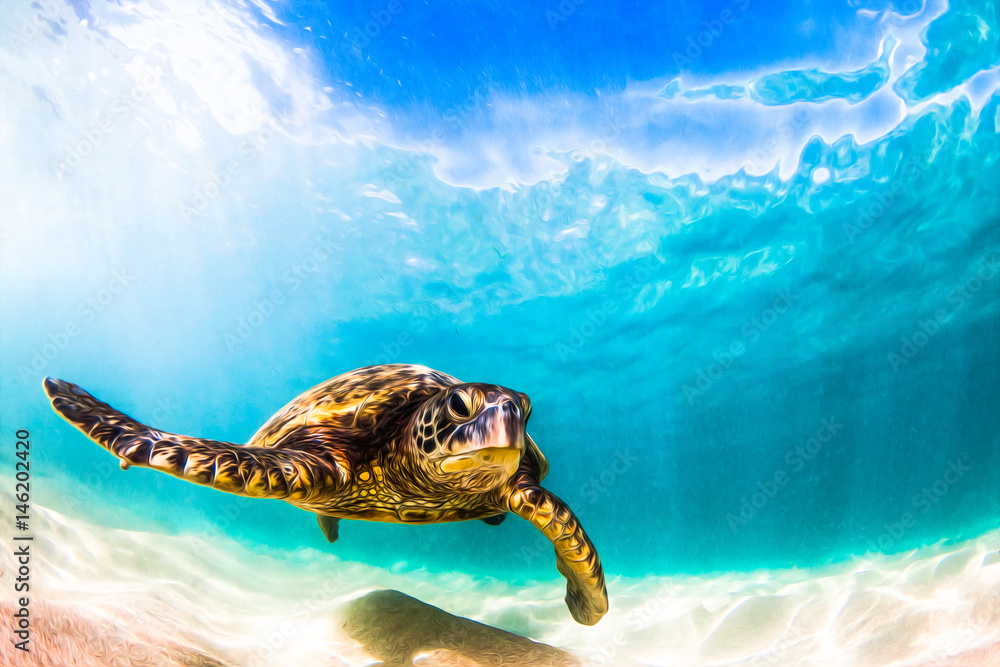 Naklejka premium Zagrożony wyginięciem hawajski żółw zielony pływający po ciepłych wodach Oceanu Spokojnego na Hawajach
