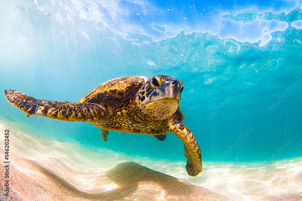 Fototapeta premium Zagrożony wyginięciem hawajski żółw zielony pływający po ciepłych wodach Oceanu Spokojnego na Hawajach