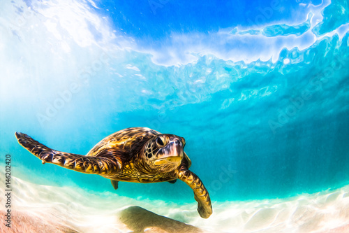 Zagrożony hawajski żółw morski zielony pływający po ciepłych wodach Oceanu Spokojnego na Hawajach