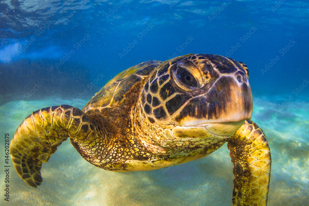 Fototapeta premium Endangered Hawaiian Green Sea Turtle cruising in the warm waters of the Pacific Ocean in Hawaii