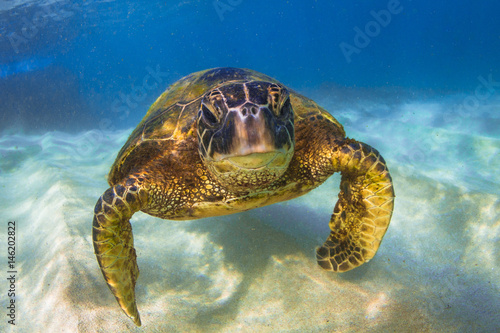 Endangered Hawaiian Green Sea Turtle cruising in the warm waters of the Pacific Ocean in Hawaii © shanemyersphoto