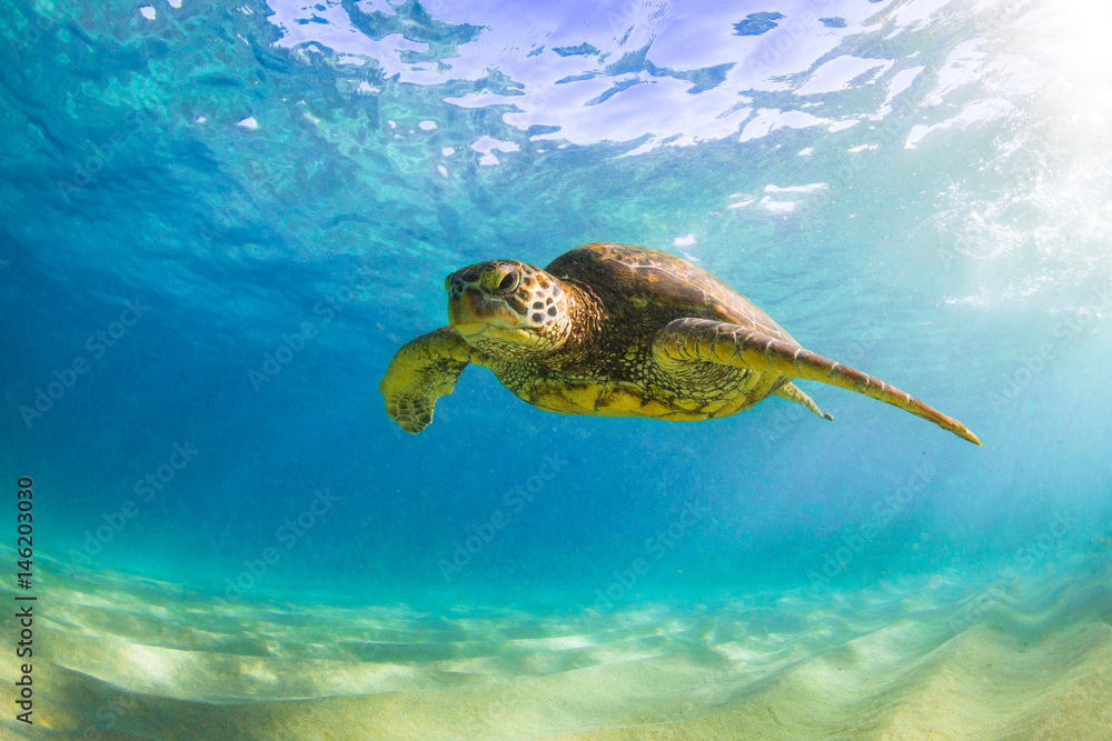 Obraz premium Endangered Hawaiian Green Sea Turtle cruising in the warm waters of the Pacific Ocean in Hawaii