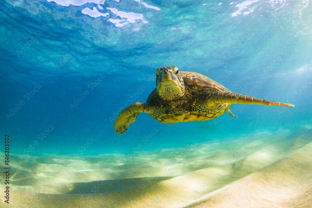 Obraz premium Endangered Hawaiian Green Sea Turtle cruising in the warm waters of the Pacific Ocean in Hawaii