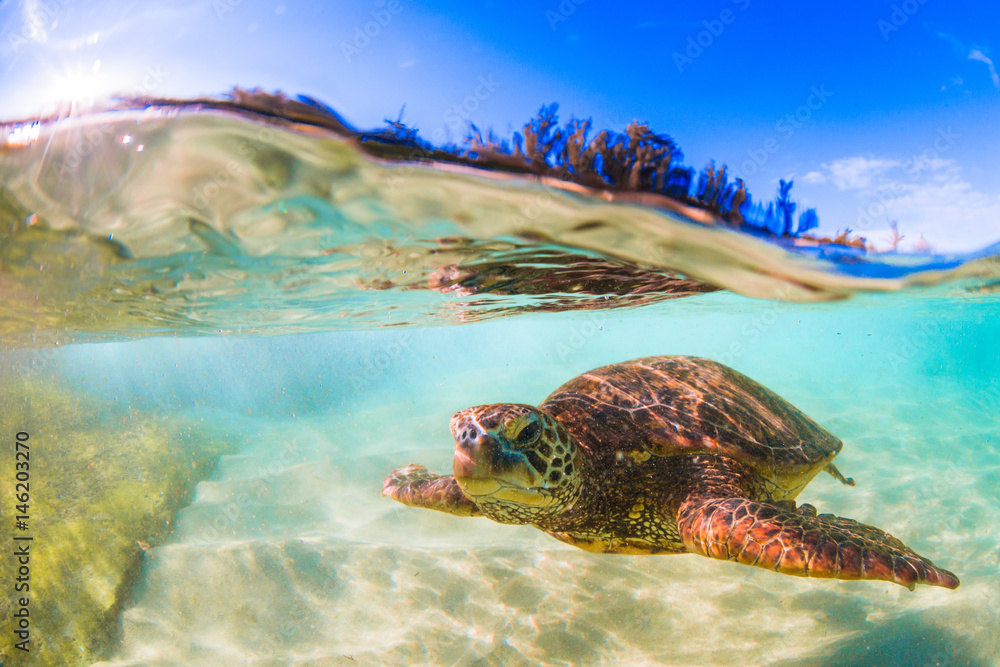 Fototapeta premium Endangered Hawaiian Green Sea Turtle cruising in the warm waters of the Pacific Ocean in Hawaii