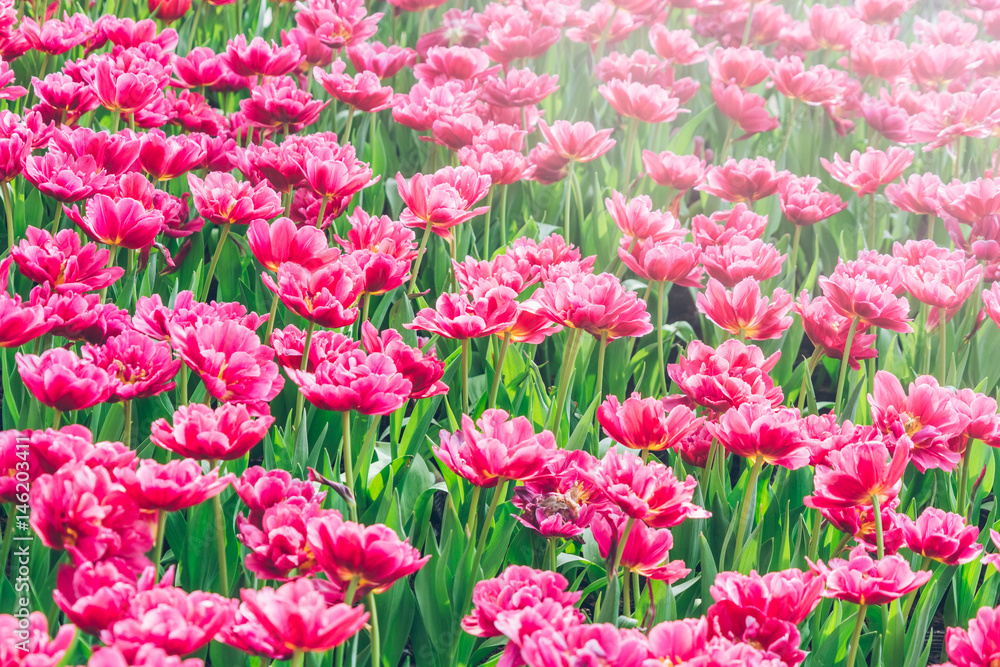 Colorful Tulips,Garden flowers in Shanghai,China. Colorful Tulips,Garden flowers in Shanghai,China.