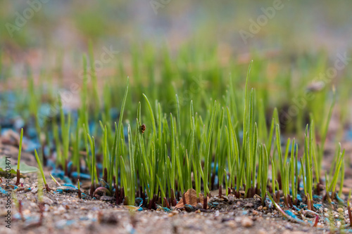 Fresh, brand new grass growing in a restored lawn.
