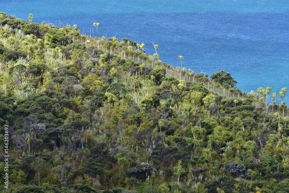 Coastal forest with prevailing cabbage trees on North Island in new Zealand. Coastal forest with prevailing cabbage trees on North Island in new Zealand.