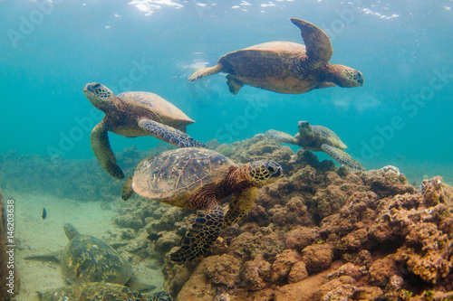 Fototapeta Naklejka Na Ścianę i Meble -  Endangered Hawaiian Green Sea Turtle cruising in the warm waters of the Pacific Ocean in Hawaii