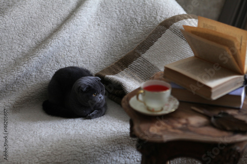 Sweet moments of relaxation with books and a cup of tea. Gray kitten © Olha