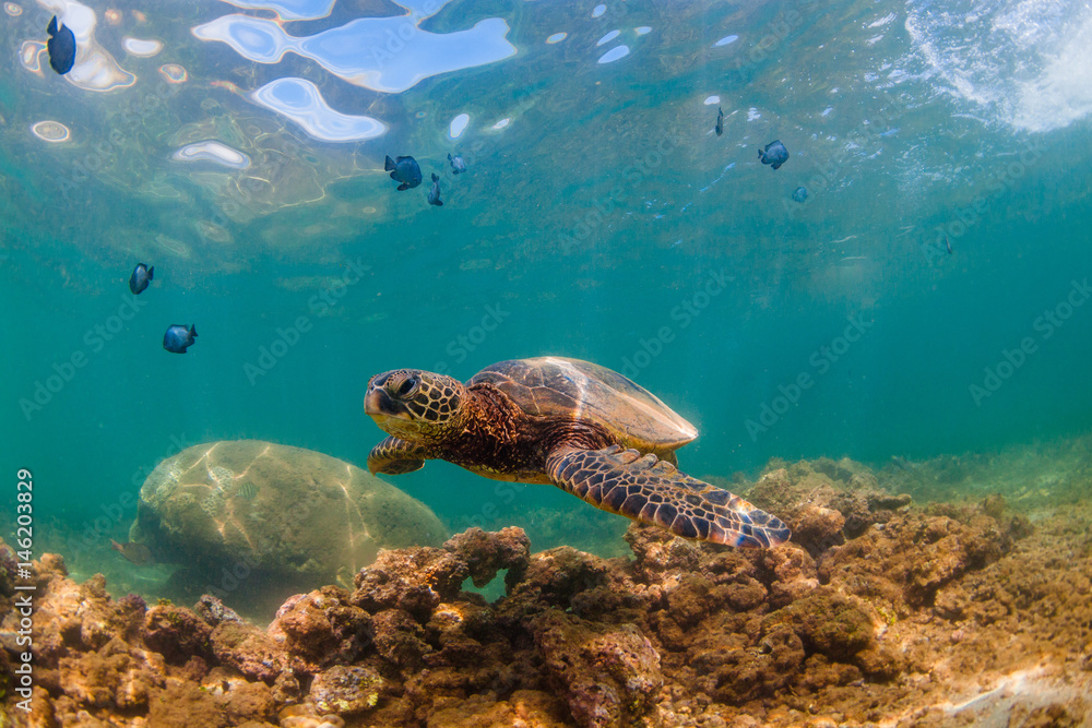 Fototapeta premium Endangered Hawaiian Green Sea Turtle cruising in the warm waters of the Pacific Ocean in Hawaii