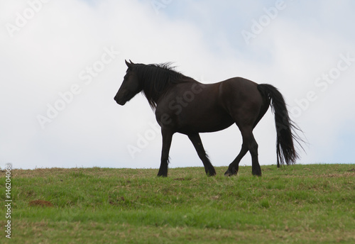 horses in field 