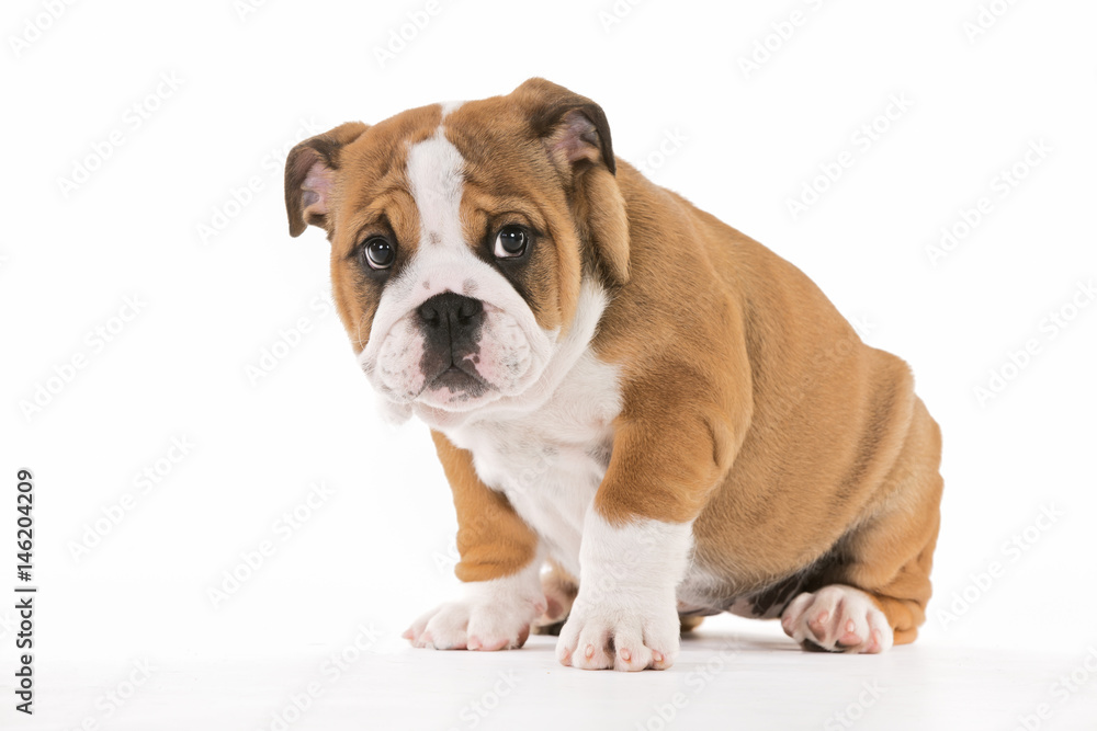 Brown And White Mops Dog