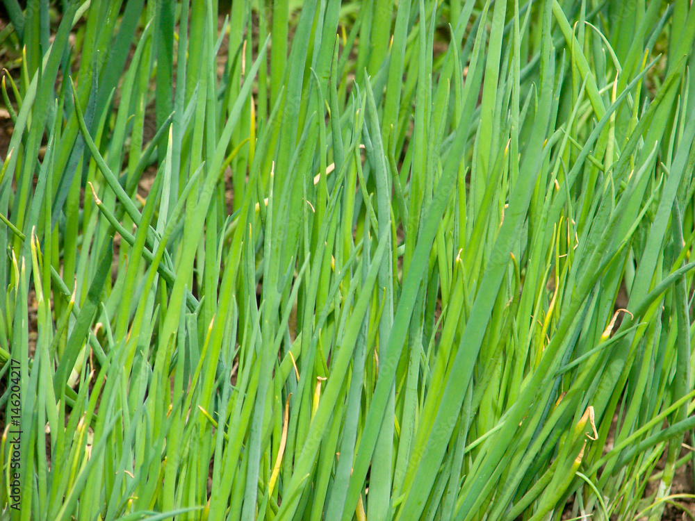 green spring onion are growing at vegetable garden
