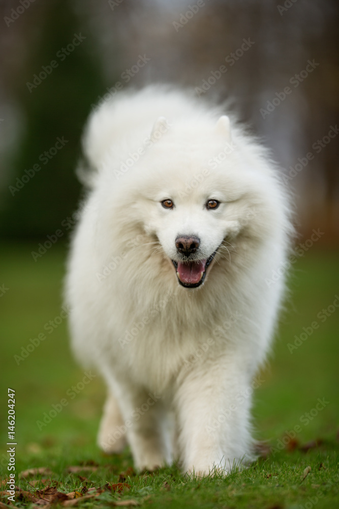 White Samoyed Dog