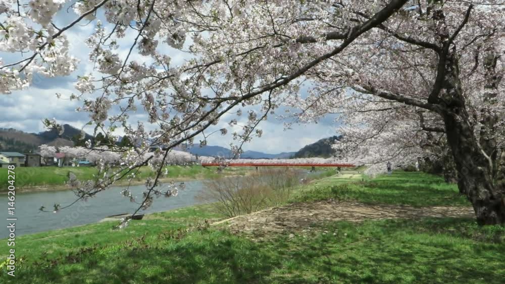 角館　桜並木　川沿い