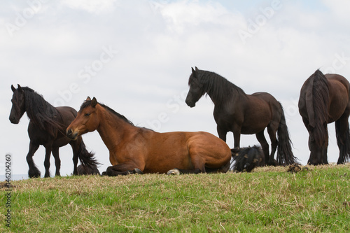 horses in field 