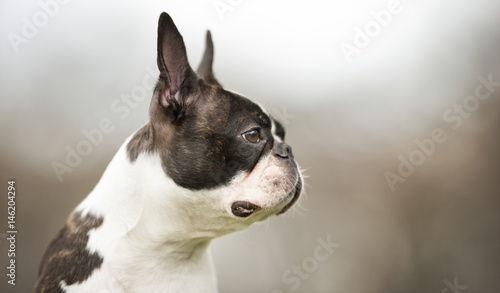 Boston terrier dog