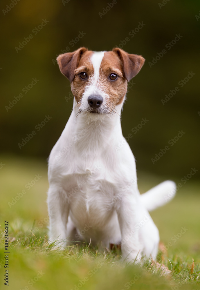 Jack Russel Terrier dog