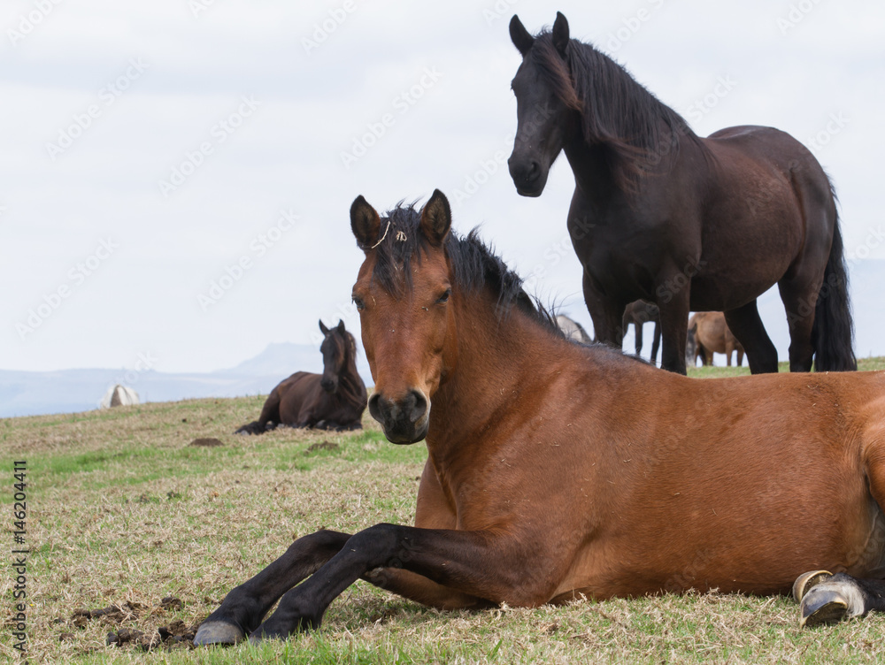 Fototapeta premium horses in field 