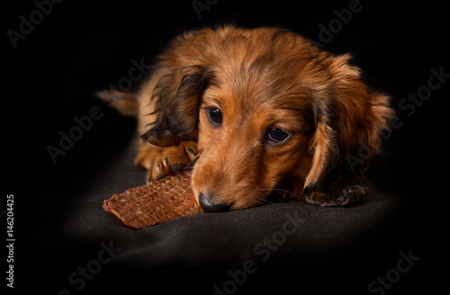 Young longhaired dachshund dog puppy