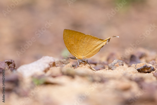 The Common Yamfly  butterfly photo