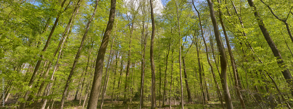 Banner mit Buchenwald im Frühling Banner mit Buchenwald im Frühling