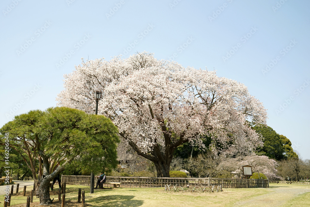 偕楽園の左近の桜