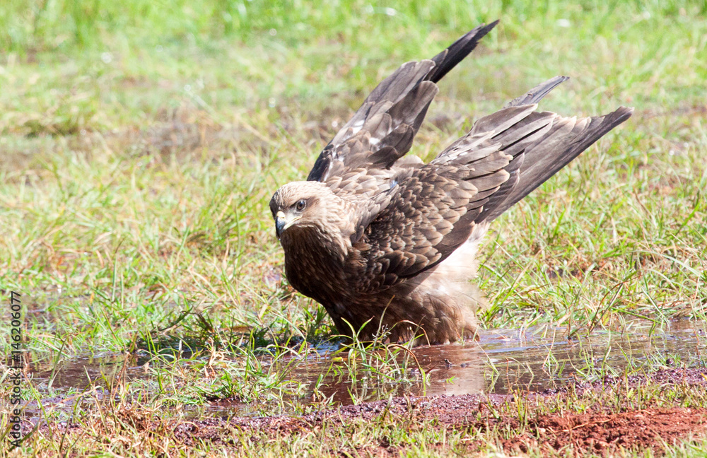 Obraz premium Black kite with wings rasied