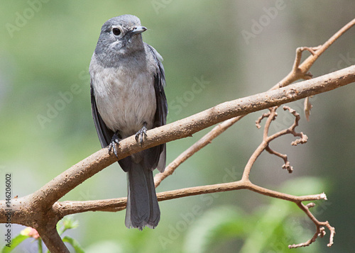 Fotografie White-eyed slaty flycatcher