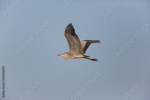 gray heron  Ardea cinerea  flying in blue sky
