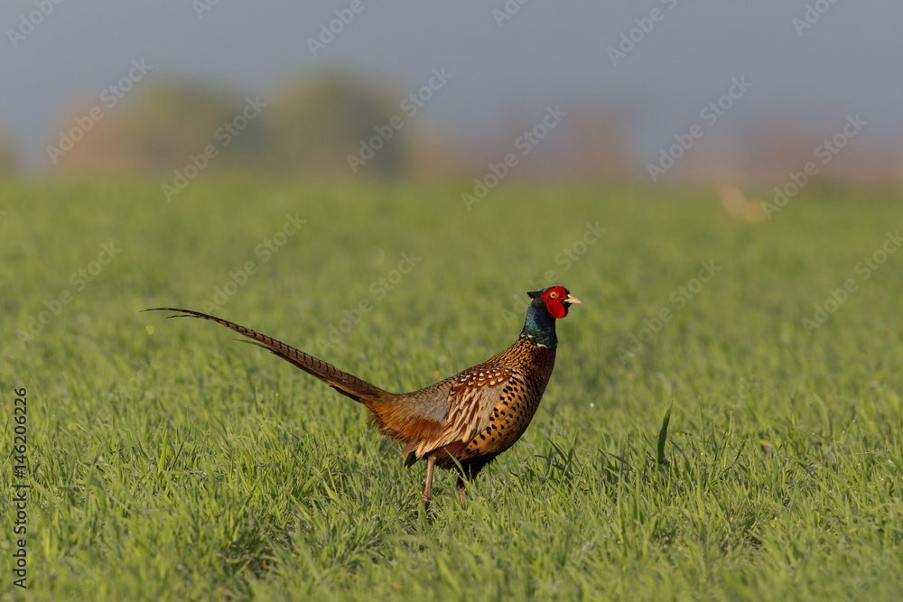custom made wallpaper toronto digitalmale pheasant (Phasianus colchicus) in meadow