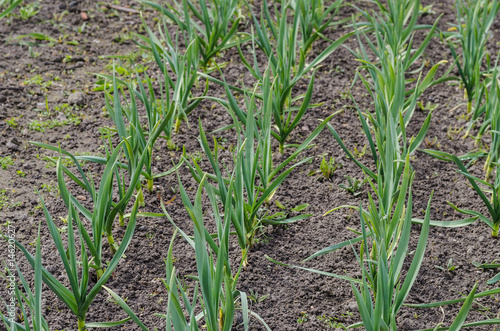 Garlic growing on the soil on the farm © AHARAD