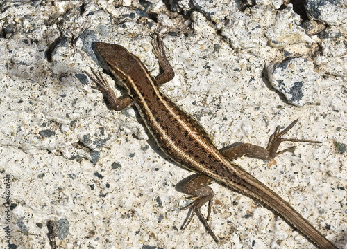 Snake-eyed Lizard, (Ophisops elegans), Paphos, Cyprus.