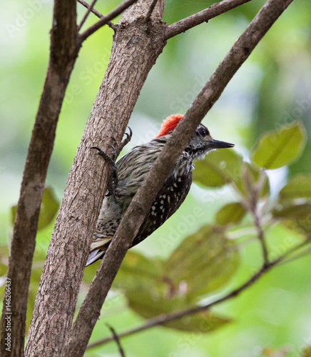 Cardinal woodpecker on a tree trunk photo