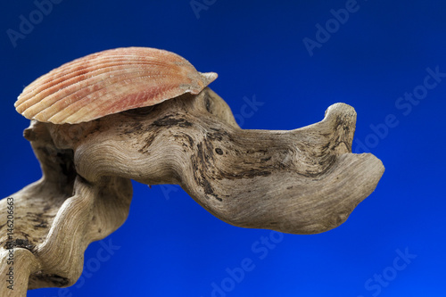 Studio close up of seashell on a branch. Blue light background. Fine art picture