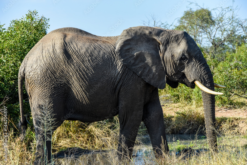 Elephant at a small water hole