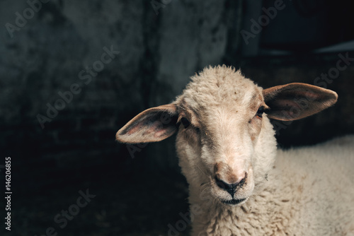 Εκτύπωση καμβά Sheep lamb in farm barn