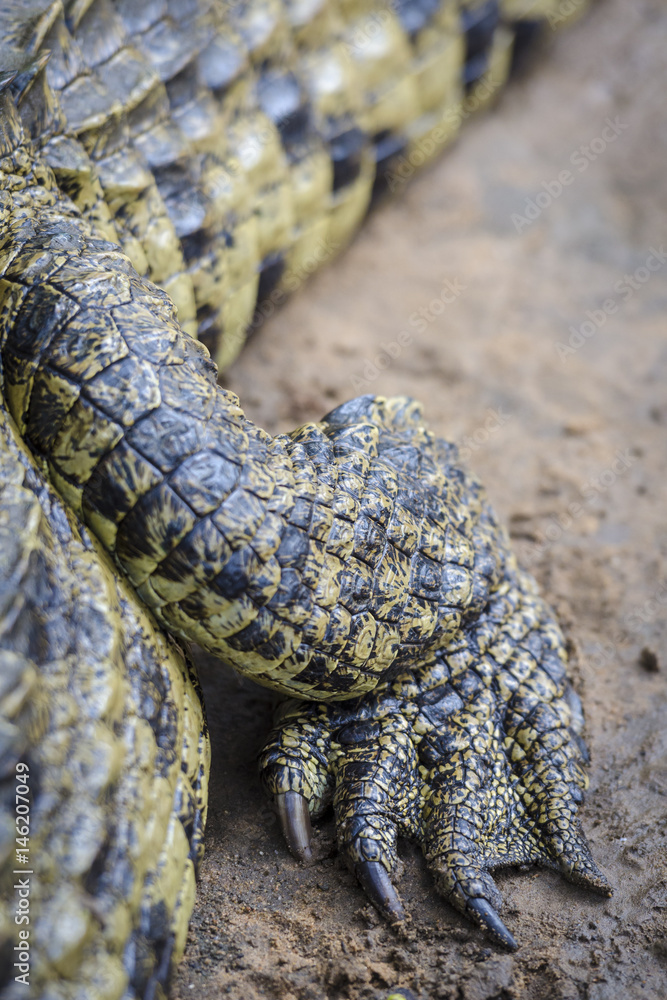 Fototapeta premium Nile crocodile (Crocodylus niloticus). Detail of rear leg and foot. KwaZulu Natal. South Africa