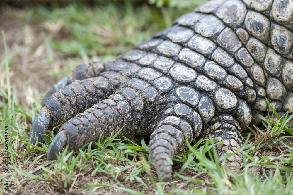 Fototapeta premium Nile crocodile (Crocodylus niloticus) detail of front foot. KwaZulu Natal. South Africa