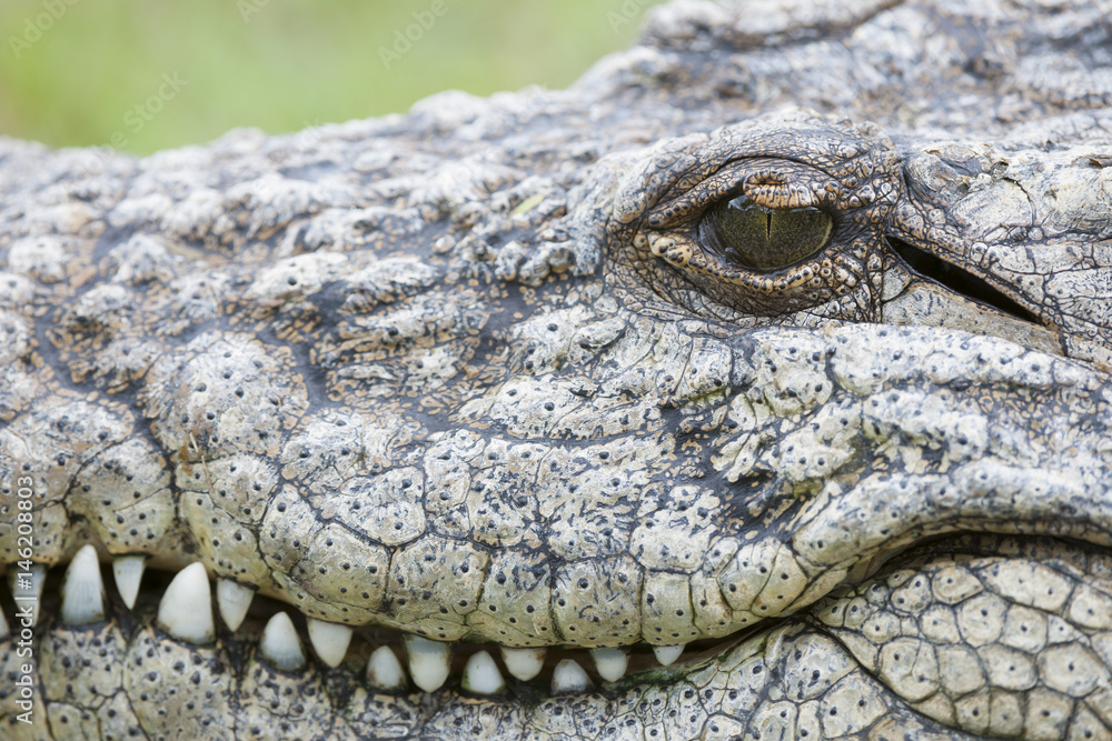 Nile crocodile (Crocodylus niloticus) detail of head showing eye, teeth and ear. KwaZulu Natal. South Africa Nile crocodile (Crocodylus niloticus) detail of head showing eye, teeth and ear. KwaZulu Natal. South Africa
