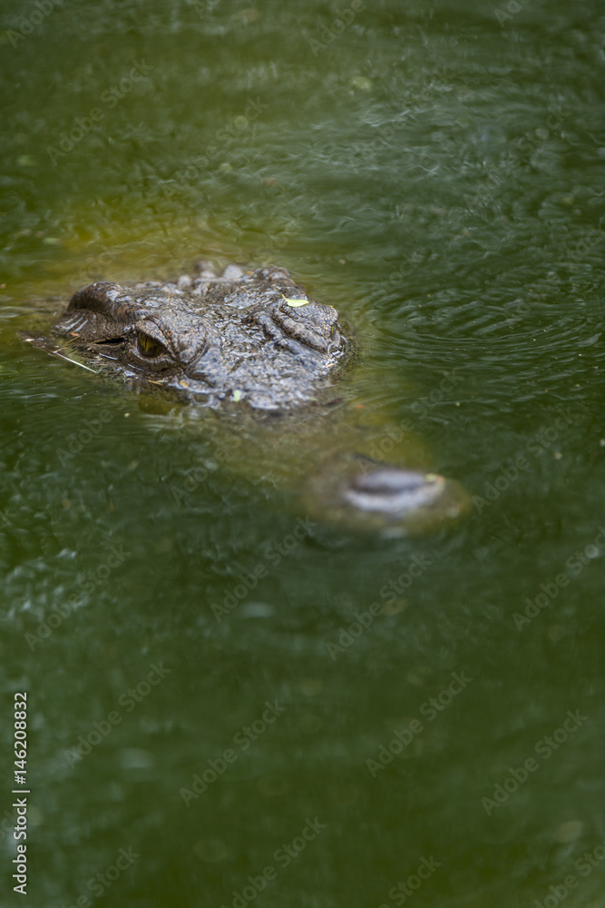 Nile crocodile (Crocodylus niloticus) submerged in water. KwaZulu Natal. South Africa Nile crocodile (Crocodylus niloticus) submerged in water. KwaZulu Natal. South Africa