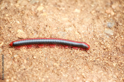 Vászonkép Red millipede on ground close up